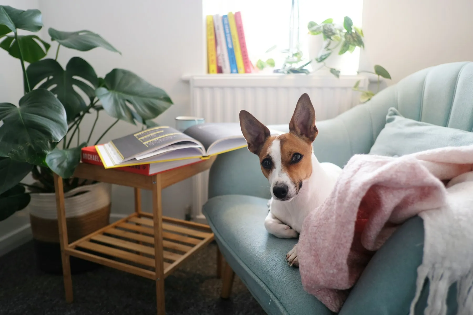 A small terrier lying on a pale blue sofa beside a monstera plant
