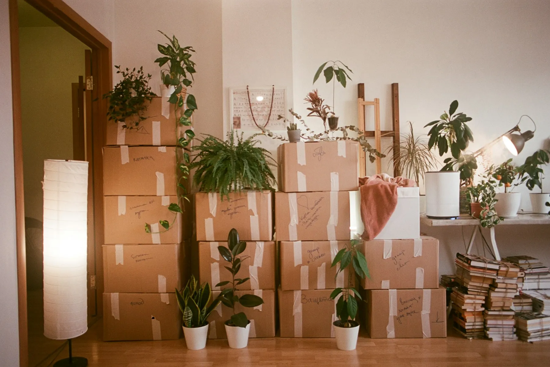 Moving boxes stacked in a room, with houseplants on top