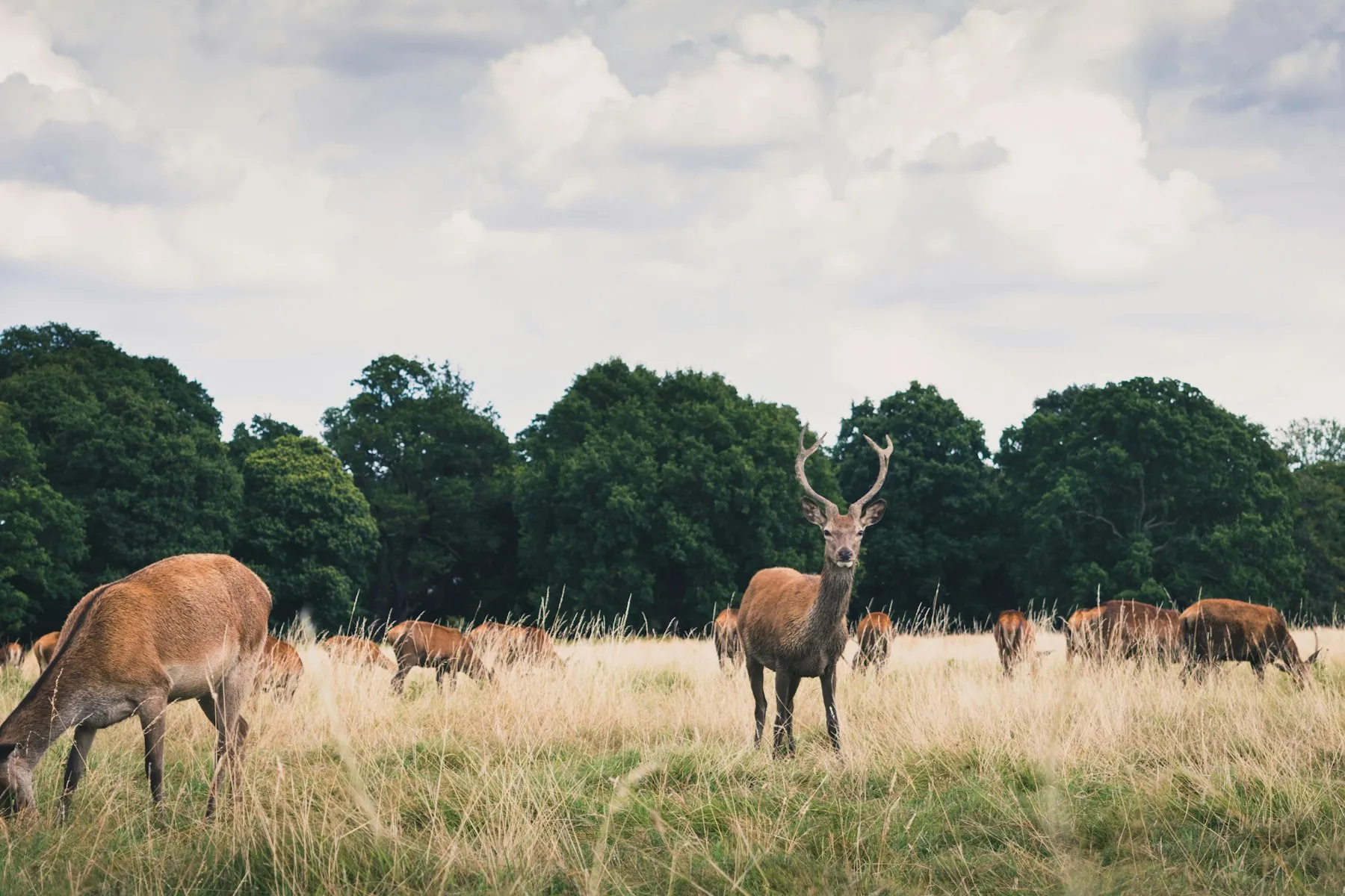 Deer grazing in the long grass of Richmond Park